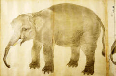 広南従四位白象、木挽町狩野家5世狩野古信による下絵