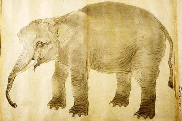 異国の地からはるばると！江戸時代に来日した象はどんな生涯を送ったのか？