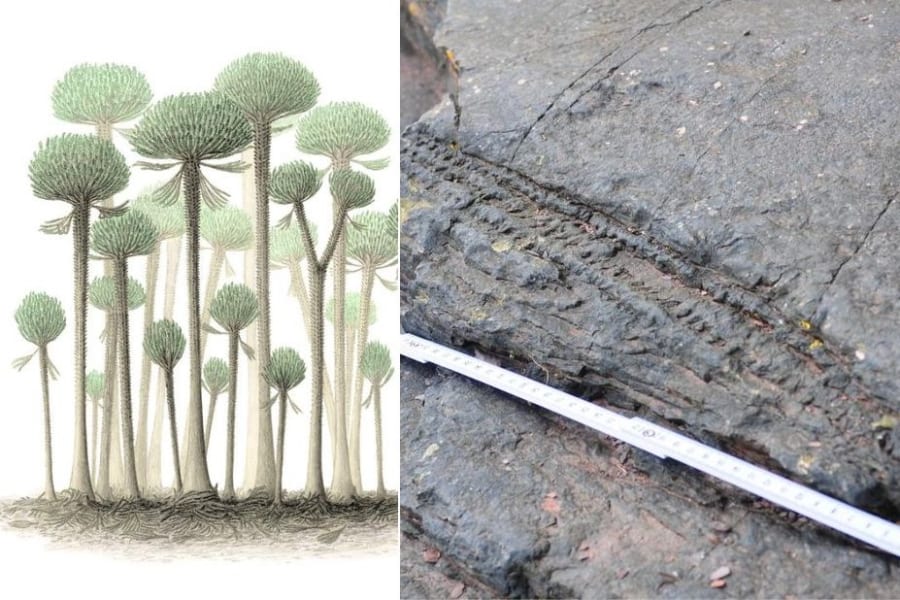 イングランドの海岸で世界最古「3億9千万年前の樹木」の化石が発見される