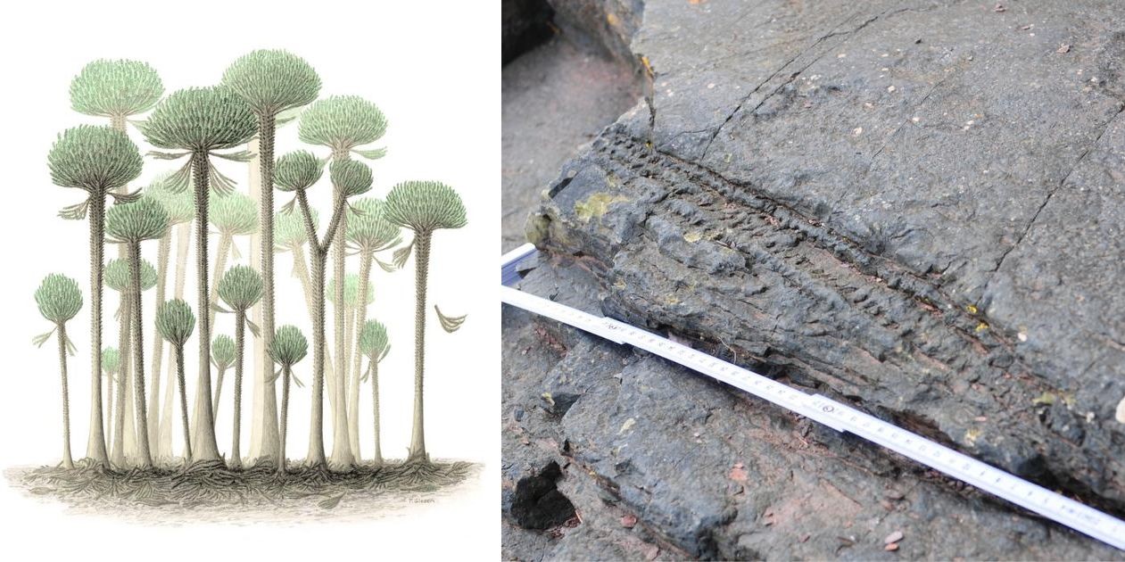 3億9000万年前の樹木の化石が見つかる