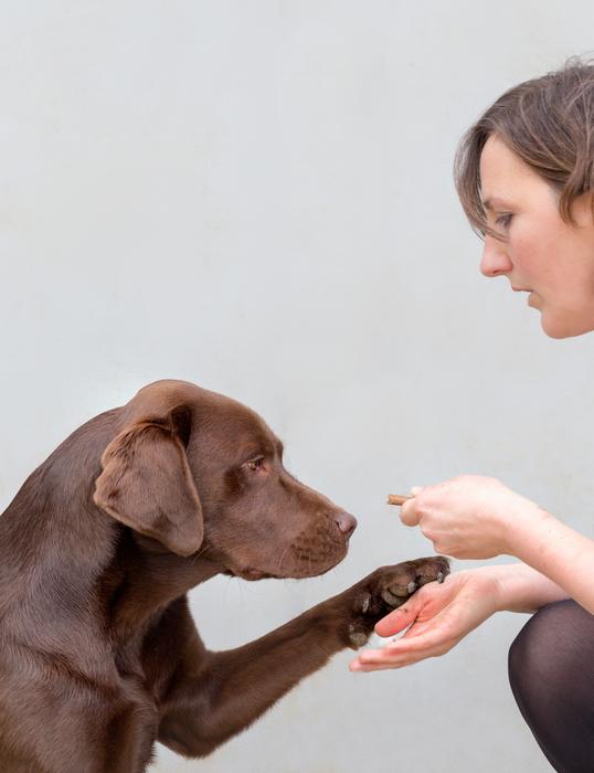 遺伝子変異を持つレトリバーの飼い主は、より愛犬の食事に気を付けなければいけない