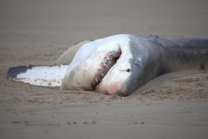 シャチに殺され浜辺に打ち上がったホオジロザメの亡骸