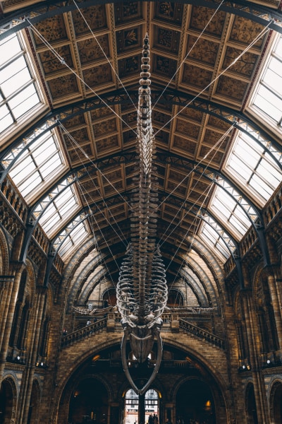 ロンドン自然史博物館のシロナガスクジラの骨格