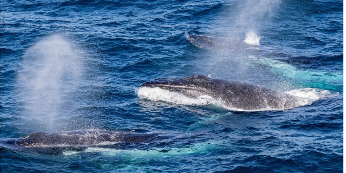 北太平洋にいるザトウクジラに一頭一頭名前を付けていき頭数を数えた
