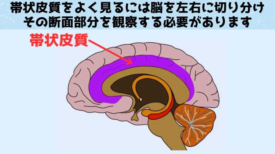 帯状皮質は大脳皮質の奥に存在します
