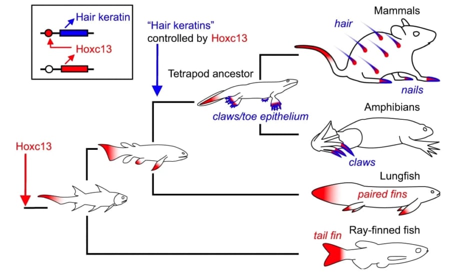 体毛や爪の遺伝的プログラムの起源の図解