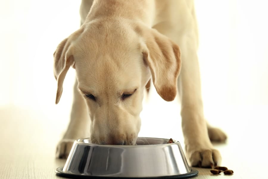 ラブラドール・レトリバーに食べるだけエサを与える実験。POMC変異を持つイヌとそうでないイヌに違いなし。