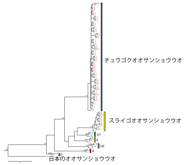 今回得られた系統樹。ミトコンドリアDNAの塩基配列情報で描かれたもの。赤字が今回分析されたサンプルで、日本国内で採集された個体。