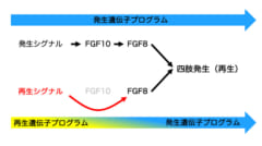 超再生現象における「発生遺伝子プログラム」と「再生遺伝子プログラム」のイメージ図