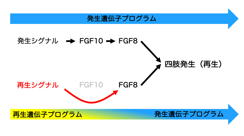 超再生現象における「発生遺伝子プログラム」と「再生遺伝子プログラム」のイメージ図