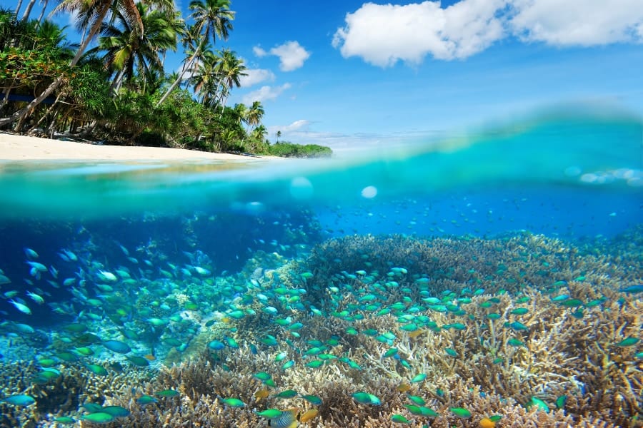 サンゴ礁は「天然の防波堤」