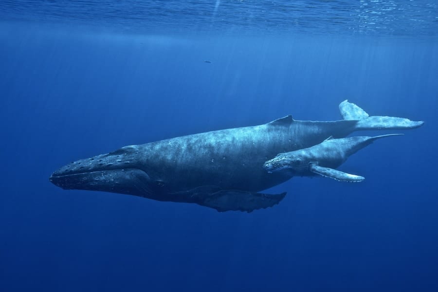 ヒゲクジラは1600キロ先の仲間にも届く「発声システム」を進化させていた！