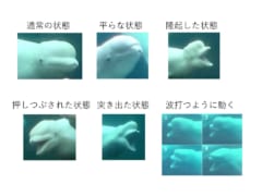 シロイルカの表情の分類