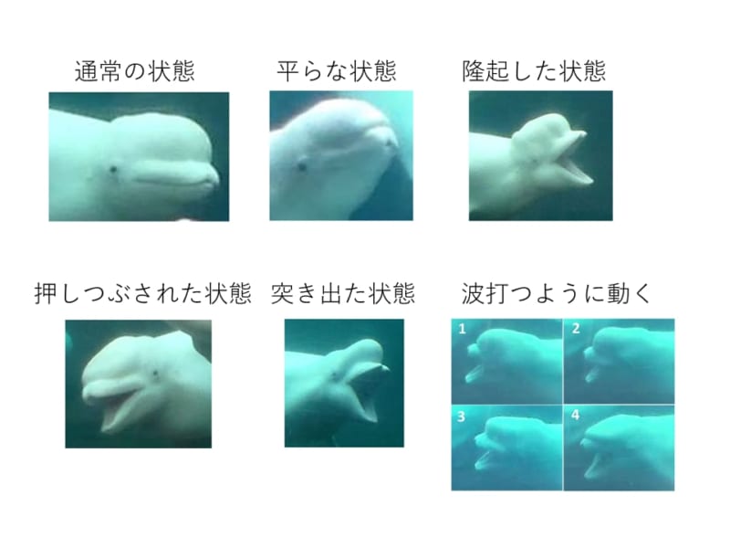 シロイルカの表情の分類