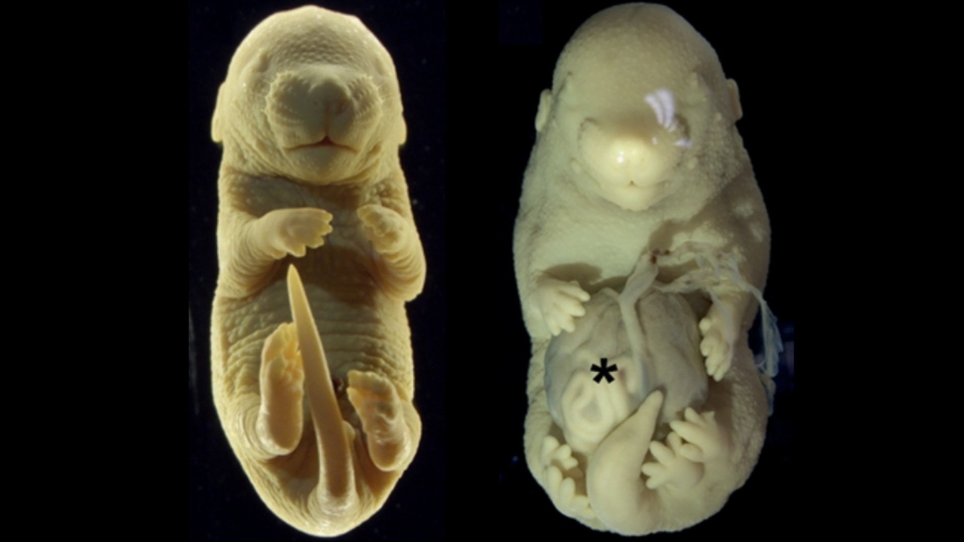 6本足のマウスを遺伝子操作で作成！性器を無くして新たな肢にする