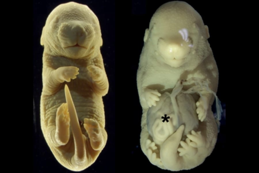 遺伝子操作で「6本足のマウス」を作成！性器を無くして新たな肢に