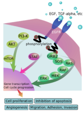 EGFR（青）が上皮成長因子（水色）と結びつき、シグナル伝達を開始して、細胞の成長や増殖を促進する