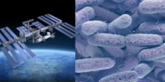 ISSで細菌E.ブリガンデンシスの機能、遺伝子が地球と異なっていることが確認された
