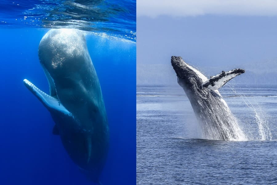 左：マッコウクジラ、右：ザトウクジラ