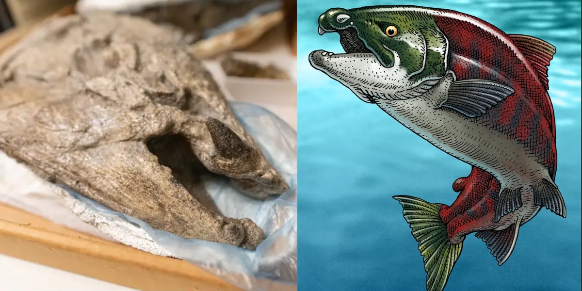 全長2.7m！口先に牙を持つ「怪物サーモン」が500万年前の海に存在していた！