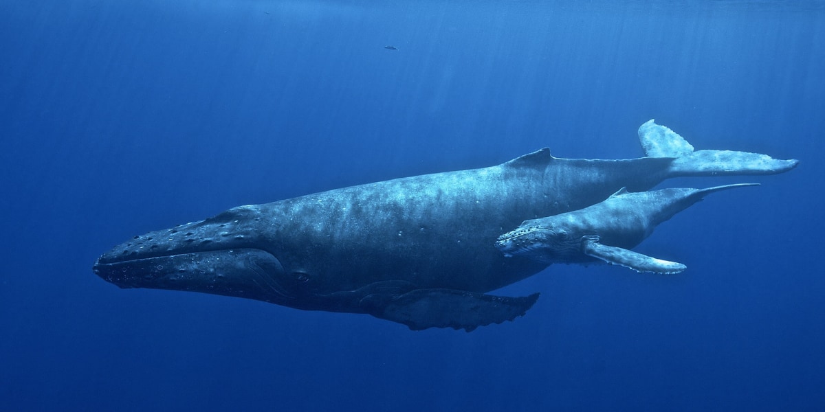 ヒゲクジラ類のザトウクジラの親子
