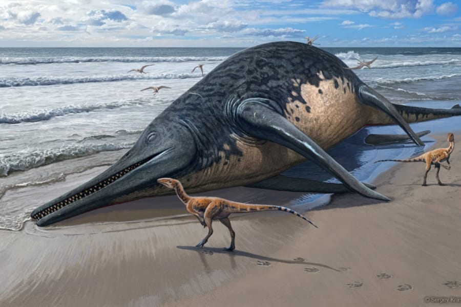 全長25m！シロナガスクジラに匹敵した2億年前の「新種巨大魚竜」を発見！