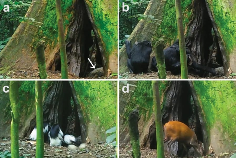 （a）コウモリの糞の山、（b）チンパンジーがコウモリの糞を食べる様子、（c）アビシニアコロブスがコウモリの糞を食べる様子、（d）アカダイカーがコウモリの糞を食べる様子