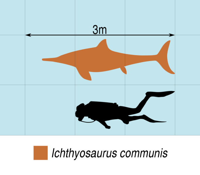 平均的な魚竜の大きさイメージ