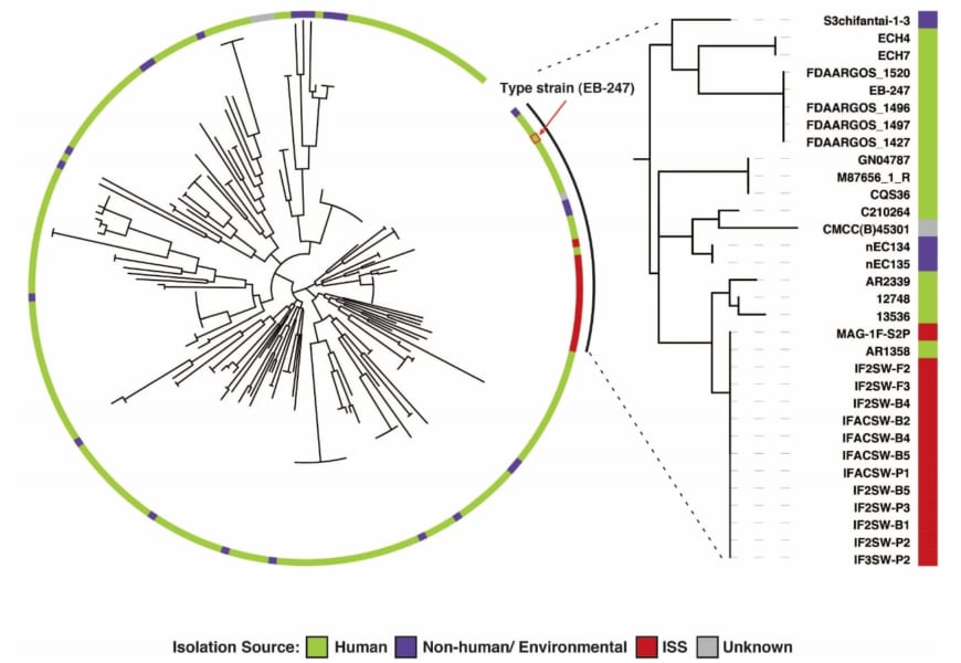 E. ブガンデンシスの遺伝的な系統樹（緑：人体、紫：土壌環境、赤：ISS）
