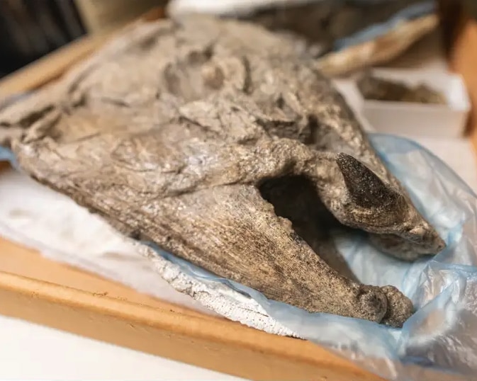牙が口先に生え出ている化石
