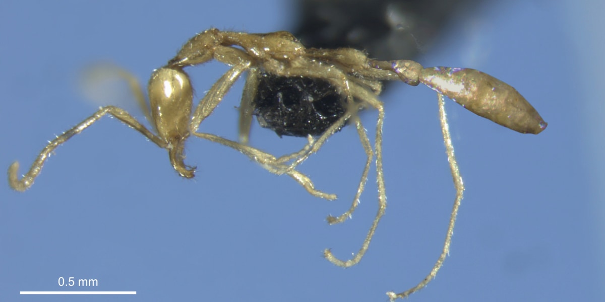 闇の帝王「ヴォルデモート」の名前が付けられた新種アリを発見！