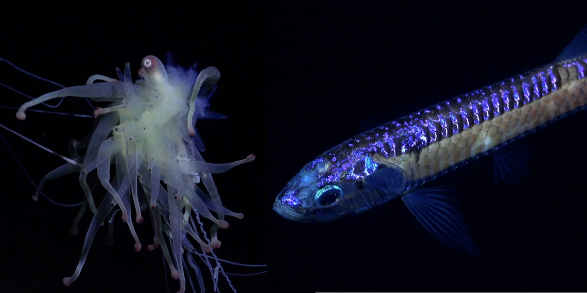 クトゥルフ神話の怪物⁈ チリ沖の深海探査でまたまた「未知の生物」を大量発見！