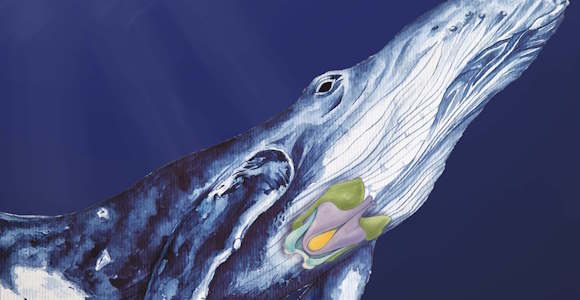 ヒゲクジラ類の喉頭に見られた骨（U字型の構造は中央の紫色の部分）
