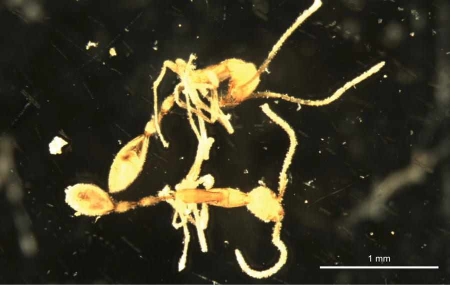 堆積物サンプルから偶然にも発見されたムカシアリ属の新種