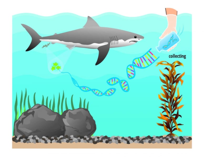 環境DNAの分析により、ホオジロザメの存在を確認