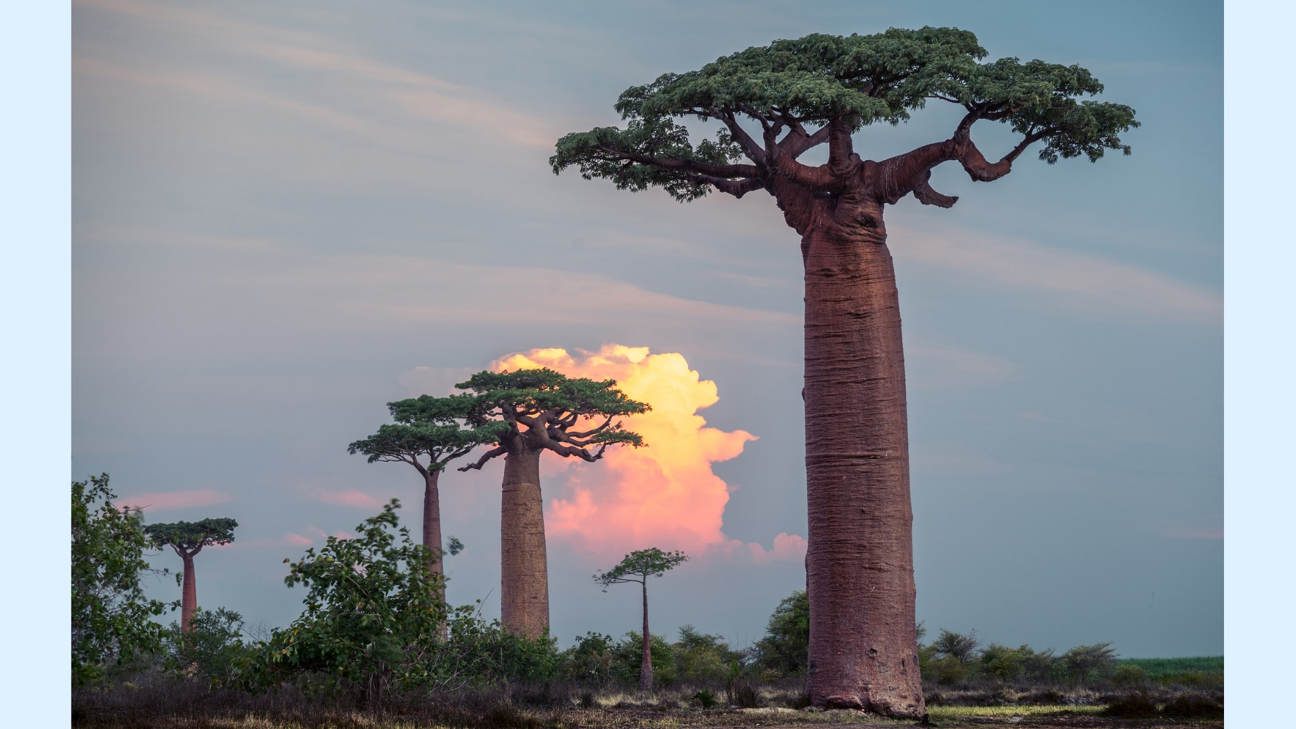 バオバブの木は「逆さまの木」とも言われています