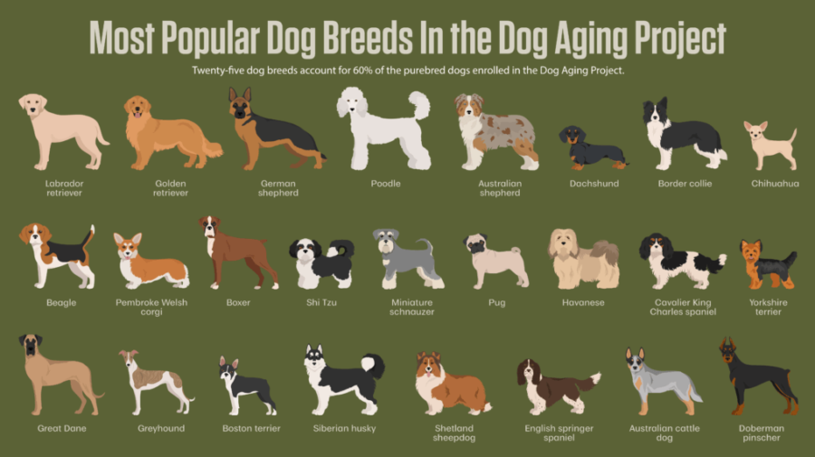 ドッグ・エイジング・プロジェクト（Dog Aging Project）のデータを使用