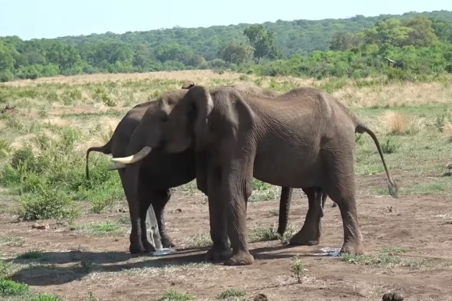 ゾウの世界ではオシッコ＆ウンチが「こんにちわ」の挨拶になっていた！