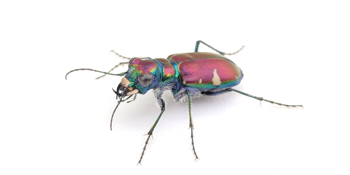 コウモリの嫌いな「毒蛾の超音波」をマネて捕食を回避する甲虫がいた！