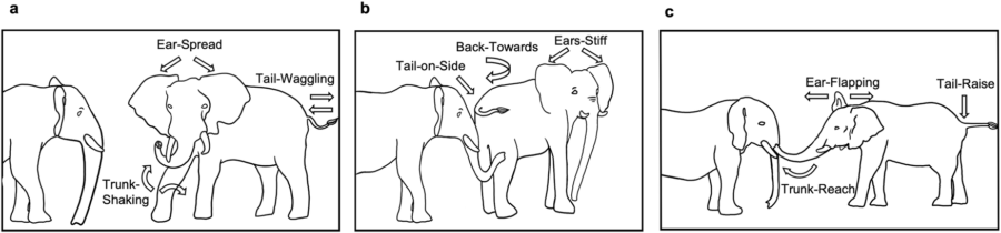 ゾウの挨拶のイメージ図
