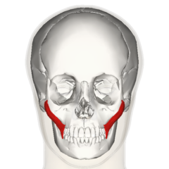 大頬骨筋の位置（赤色）