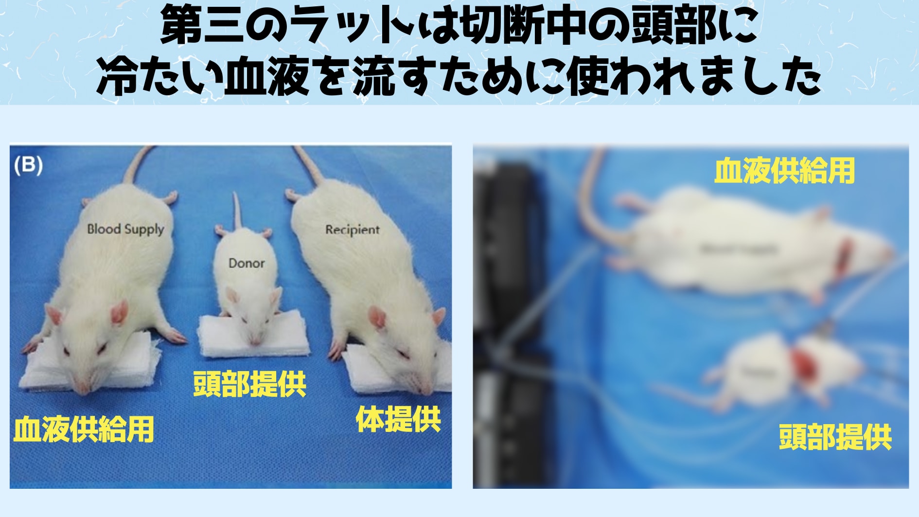 第三の血液供給用のマウスは文字通り血液を与えるために実験に参加している