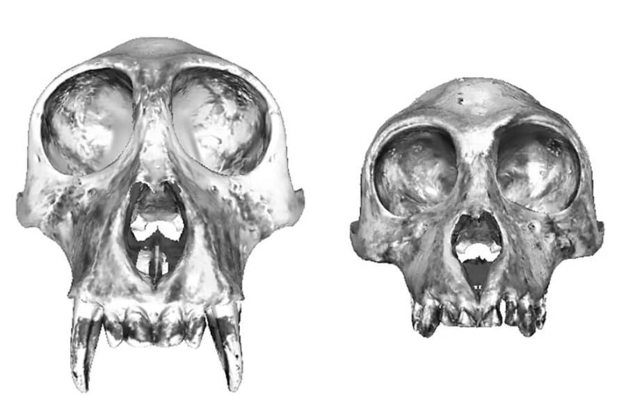 （左）オスのテングザルの頭蓋骨モデル、（右）メスのテングザルの頭蓋骨モデル