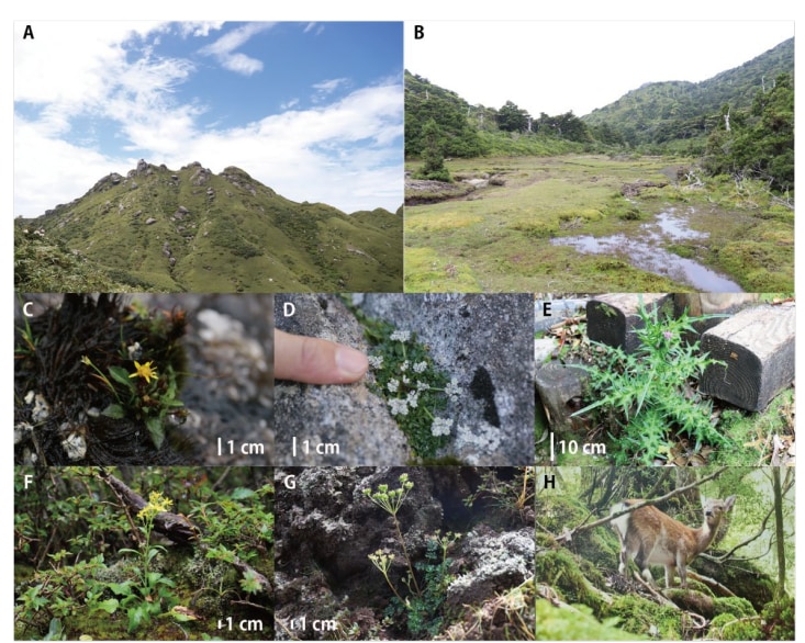 AB：屋久島の高原、CD：屋久島のミニチュア化した植物、E：屋久島のミニチュア化していない植物、FG：他の島の普通のタイプ（CDと対応）、H：ヤクシカ