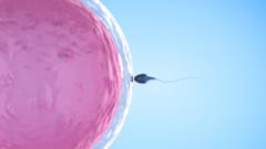 日本の京都大学がiPS細胞から卵子や精子の元を大量生産することに成功！