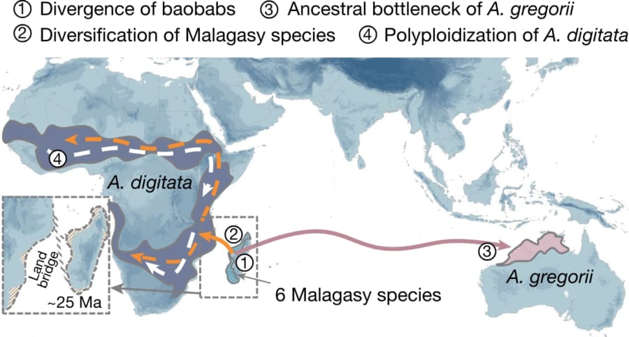 今から1200万年前、種がインド洋の海流に乗って1種類がアフリカに、もう1種類がオーストラリアに到達し、そこから独自の姿に進化したことがわかりました。