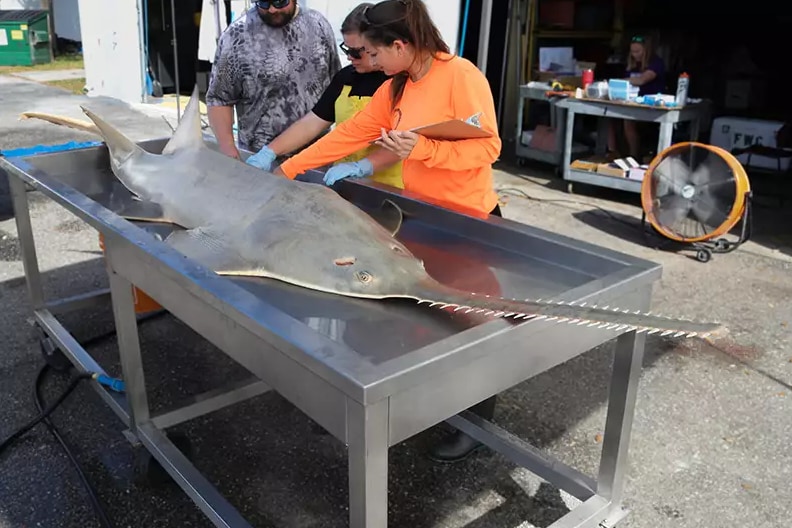 フロリダ沖で「魚たちが死ぬまで回り続ける」奇病！何が原因？