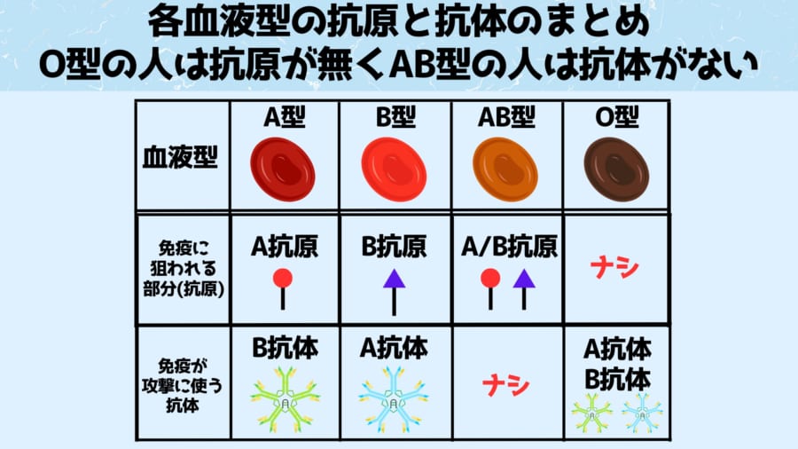 O型の人の血液は誰にでも輸血でき、AB型の人はどの血液型の輸血液も受け入れられます