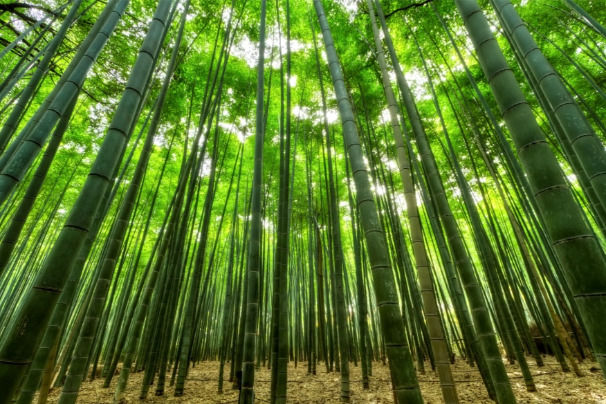 成長しやすい竹を使用