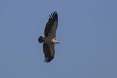 エチオピアの空を滑空するマダラハゲワシ